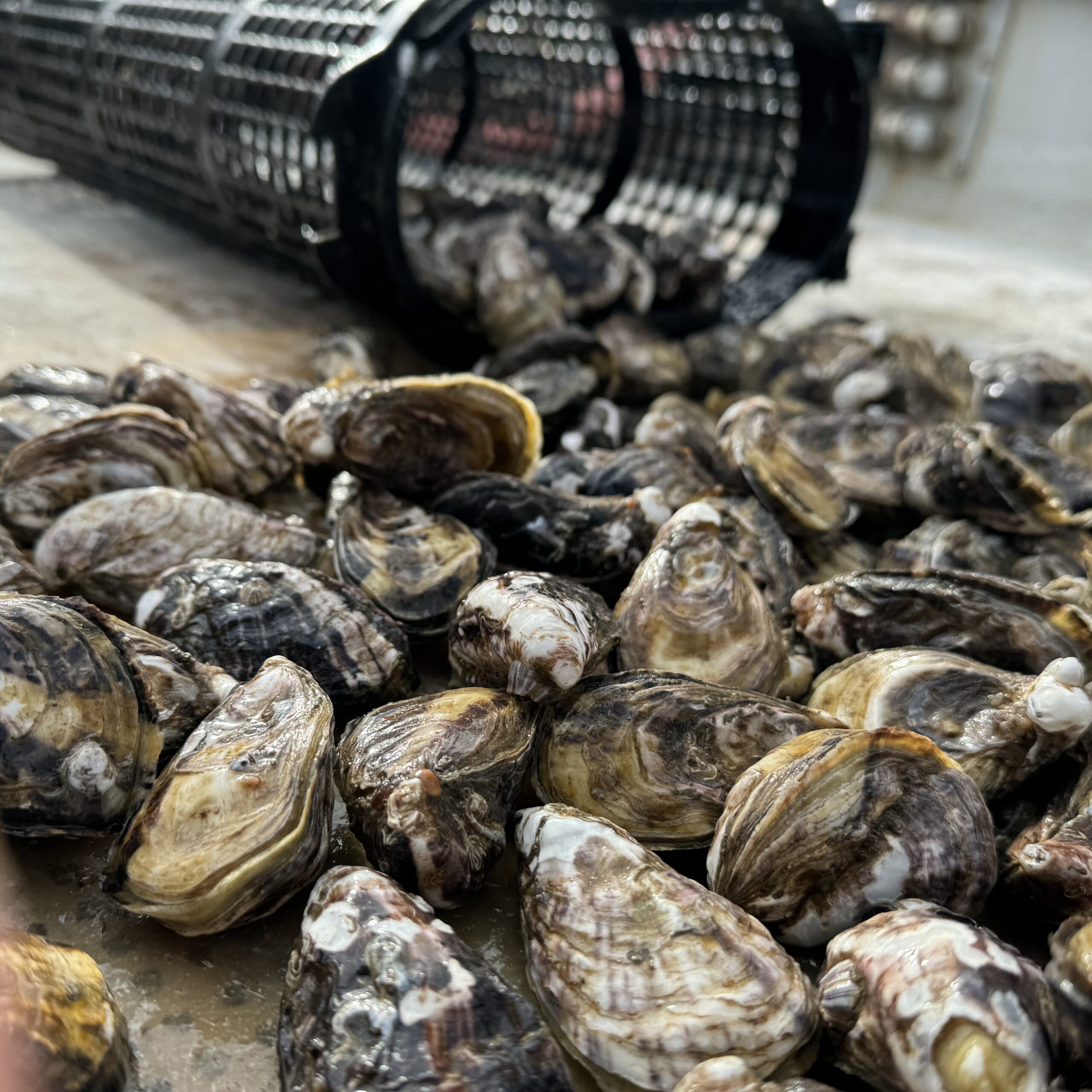 シングルシード養殖：牡蠣が一粒一粒、独立した状態で育成される